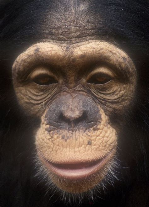 Chimpanzee face close up-grain. Close up of an old chimpanzee taken at ...