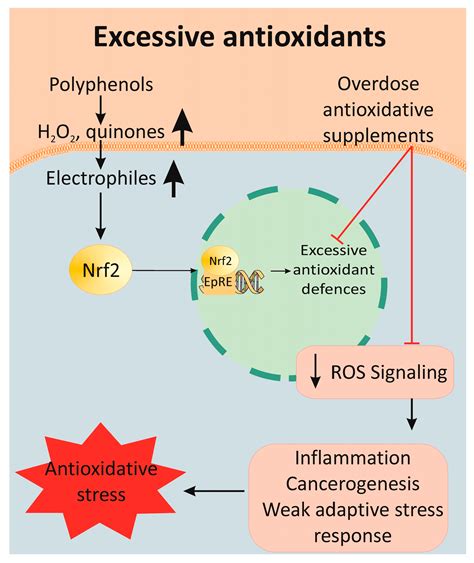 Antioxidants Free Full Text Oxidative Stress Reductive Stress And Antioxidants In Vascular