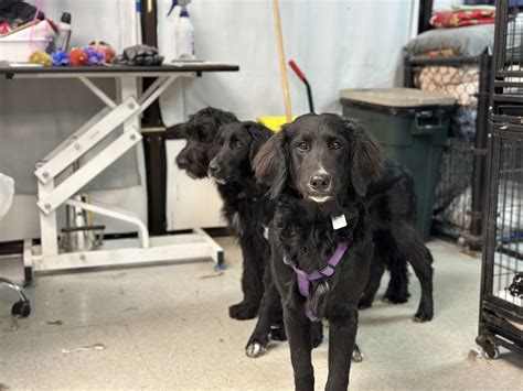 The Barking Lot | Premier Tulsa Dog and Pet Grooming