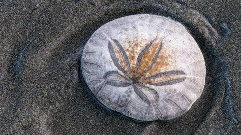 sand dollar significance  story  beach walks meaning
