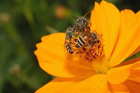 Bee Pollination Background Images HD Pictures And Wallpaper For Free