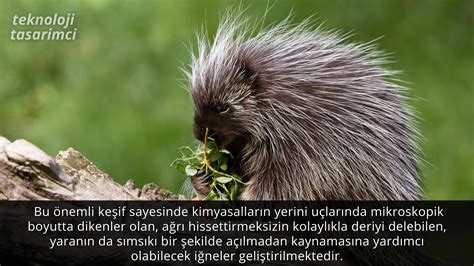 Biyotaklit örnekleri 8 Sınıf Teknoloji Tasarım 3