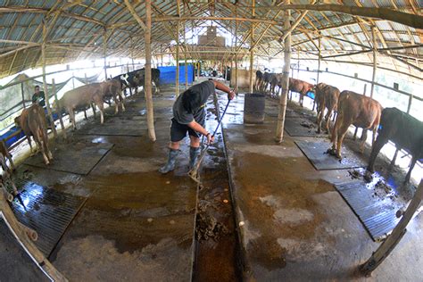 Melihat Aktivitas Pengolahan Kotoran Hewan Ternak Jadi Biogas Di Desa