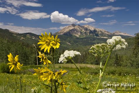 Colorado Wildflower Photography