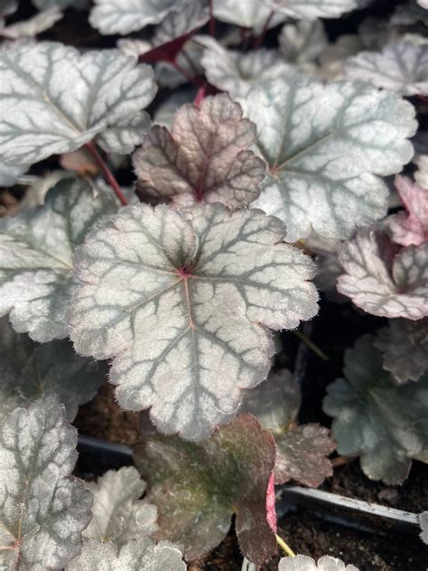 Гейхера Glitter — Питомник "Леди Флор"