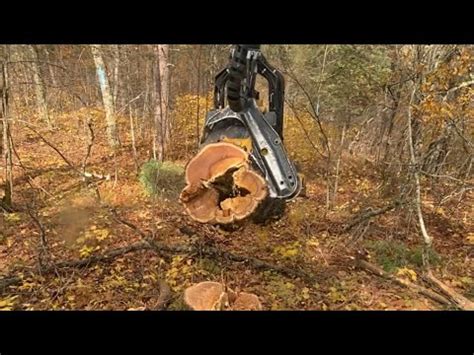 Ponsse Scorpion King H7 Cutting 31Aspen And 36 Oak YouTube