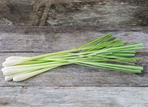 Semer Et Cultiver La Citronnelle Conseils Pour Le Semer La Citronnelle