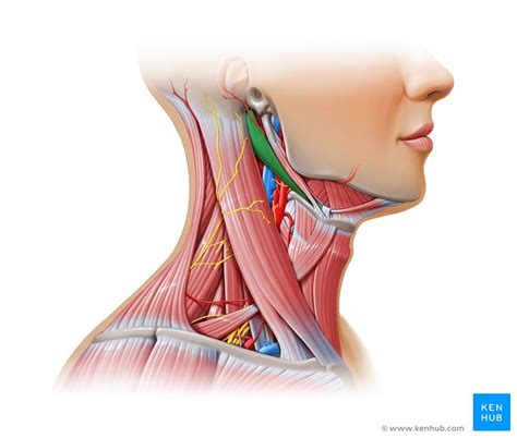 Mastoid process: Anatomy, function and attachments | Kenhub