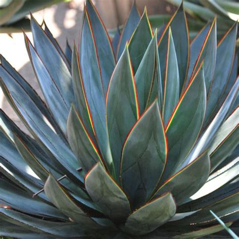 AGAVE ‘Blue Glow’ – Rancho Tissue