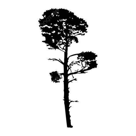 Pine Silhouette Isolated On White Background Reforestation High Shape