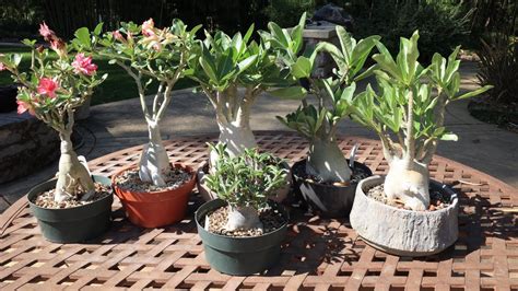 Update Growing Adenium Obesum Vs Arabicum Vs Thai Socotranum How To