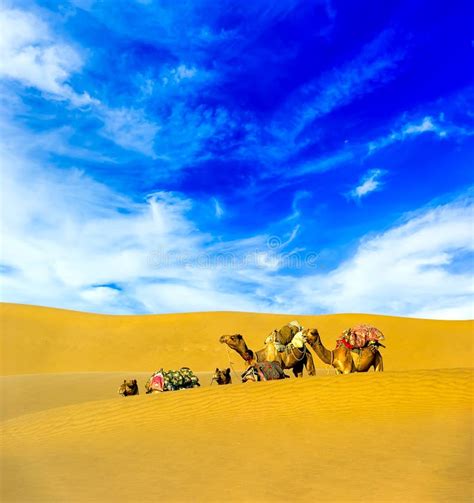 Camelos No Deserto Imagem De Stock Imagem De Wildlife 30718363