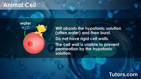 Hypotonic Solution Definition Uses Examples Cells