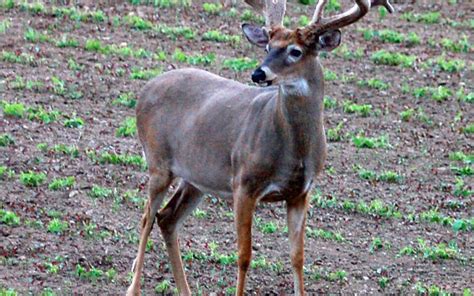 Planting For Maximum Food Plot Attraction Mossy Oak Gamekeeper