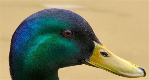 Photo: Colourful mallard duck head