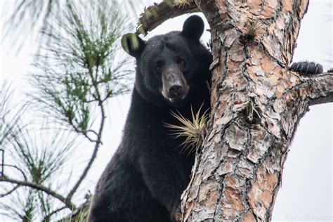 Florida Wildlife Corridor Foundation brings together hundreds of ...