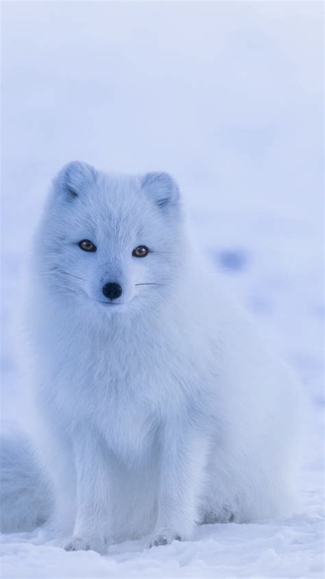 Arctic Fox in Winter Solitude - backiee