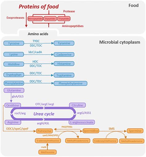 Biosynthetic Pathways Of Different Biogenic Amines By L Fermentum Ok