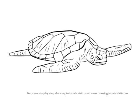 How To Draw A Green Sea Turtles Warehouse Of Ideas