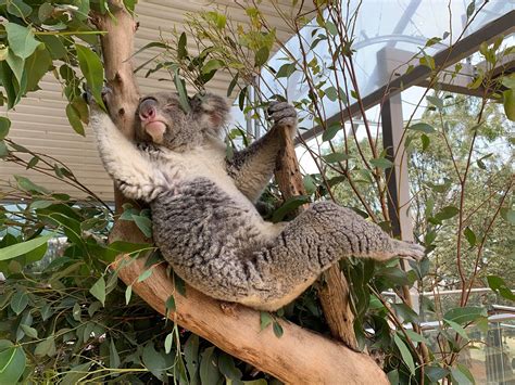 Koala's: Fun Facts & More - WILD LIFE Sydney Zoo