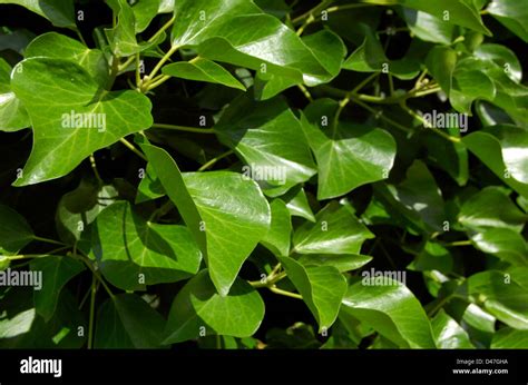 Close Up Image Of Waxy Green Leaves Stock Photo Alamy