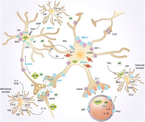 Are Microglia the Most Intelligent Brain Cells