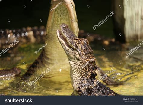 America Alligators Alligator Farm Stock Photo 1703257141 | Shutterstock