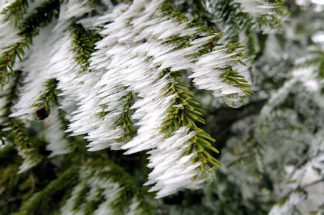 Free Images Tree Nature Branch Snow Winter Leaf Flower Frost