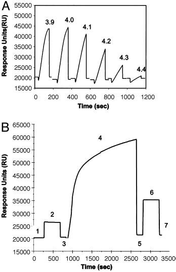 Coating of a CM-dextran chip with recombinant dimeric human TFF1. (A)... | Download Scientific ...