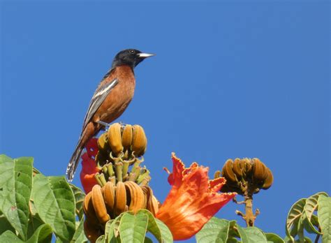 Turpial Hortelano/Orchard Oriole/Icterus spurius – Birds Colombia