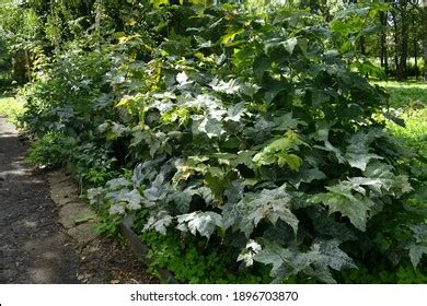 Powdery Mildew On Leaves Maple Tree Stock Photo 1896703870 | Shutterstock