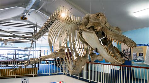 Eden Killer Whale Museum Reassembles Skeleton Of Famous Orca Old Tom