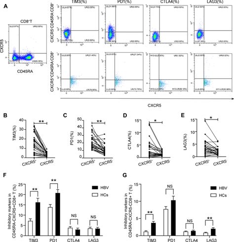 Cxcr5⁺cd8⁺ T Cells Exhibit A More Suppressive Phenotype Than Their Download Scientific Diagram