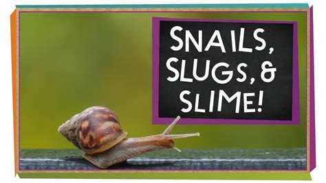 Snails Slugs And Slime Animal Science For Kids Youtube