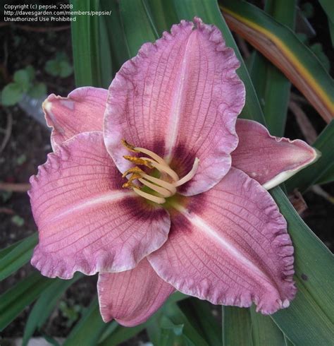 Plantfiles Pictures Daylily Siloam Merle Kent Hemerocallis By Pepsie