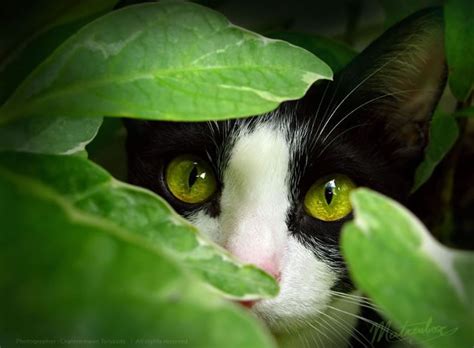 Cat Stock Photos Our Favorite 21 Amazing Images