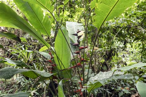 Fondo Vago Della Natura Con I Episcopalis Tropicali Rossi Di Heliconia