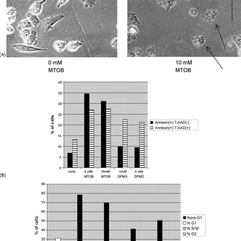 Induction Of Apoptosis By Mtob A Morphology Of Miapaca 2 Cells In