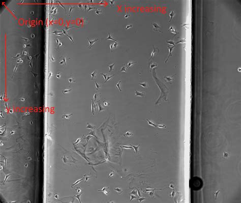 Chemotaxis