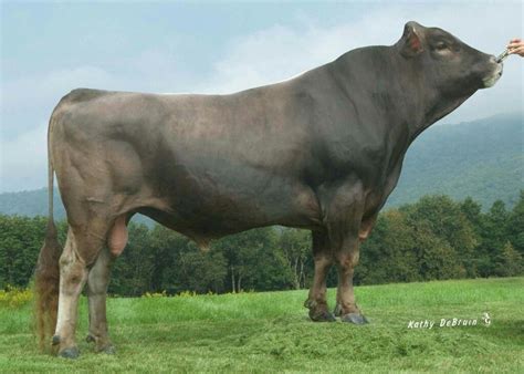 Brown Swiss Steer