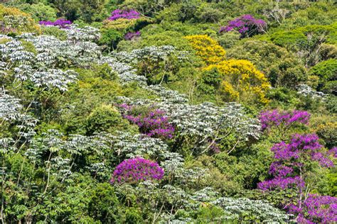 Mata Atl Ntica Caracter Sticas Fauna Flora Mundo Educa O