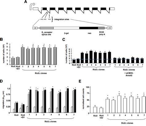 Figure From Phosphorylation Of The Hippo Pathway Component Amotl By