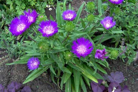 Stokesia