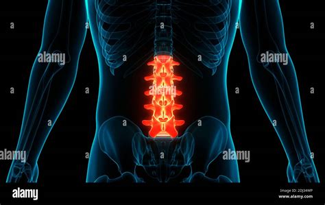 Spinal Cord Vertebral Column Of Human Skeleton System Anatomy Stock