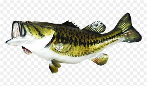 Largemouth Bass Png Page Transparent Png Vhv The Best Porn Website