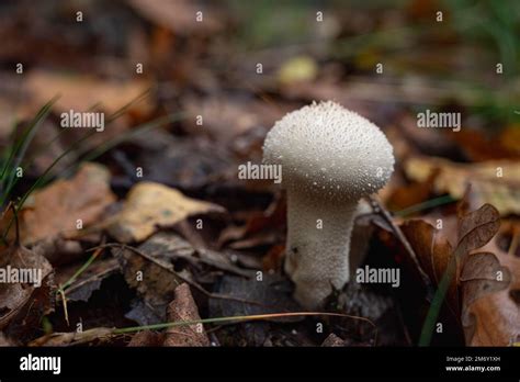 Pearl Puffball Hi Res Stock Photography And Images Alamy