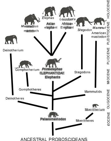 Mammals of the Pleistocene