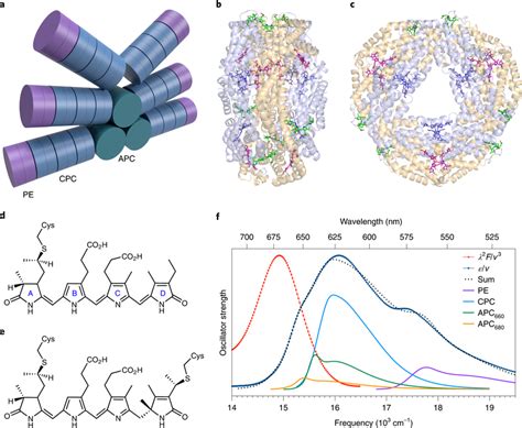 Structure And Linear Spectroscopy Of The Phycobilisome From Fremyella