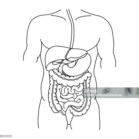 Système Digestif Humain Pour La Coloration Anatomie De Lintestin De