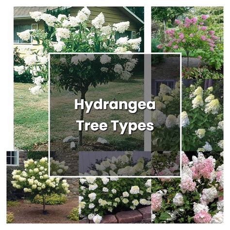 How to Grow Hydrangea Tree Types - Plant Care & Tips | NorwichGardener